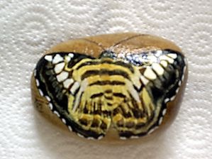 Papillon doré