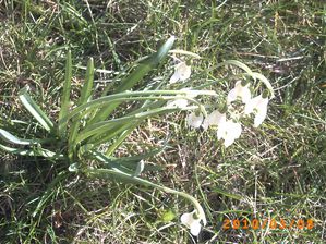 perce-neige.JPG