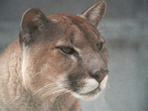 puma et cougar puma et cougar