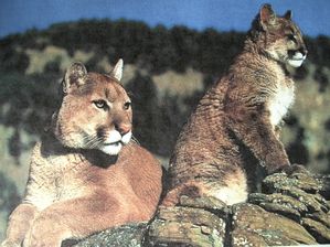 puma fauve puma fauve