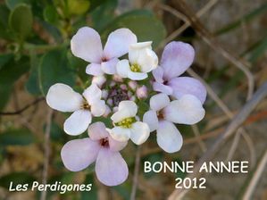 bonne année 2012 Les Perdigones