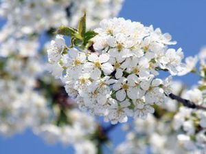 1-cerisier-en-fleur-au-printemps-copie-1.jpg