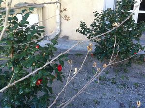 fleurs rouges d'hiver et branche nue-light
