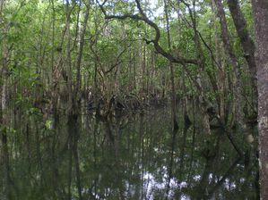 100514 Marrdja Boardwalk - mangrove 4