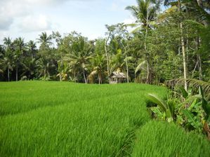 ubud214