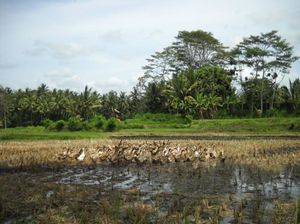 ubud236