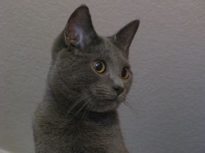 Animaux. 7178