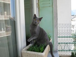 Animaux. 7696