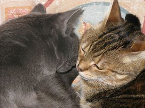 Animaux.-7858-copie-1.JPG