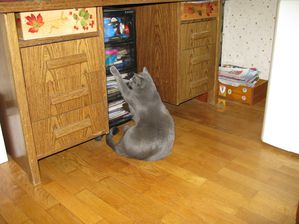 Animaux. 8732