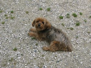 Animaux. 8802