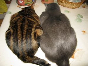 Animaux. 8927