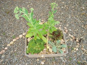 jardin-carquejardin-de-la-maison05689.jpg