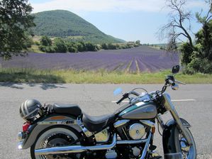 lavande&ventoux (18)