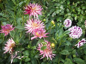 DAHLIA CACTUS STRIE