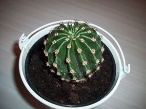 CACTUS