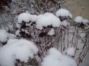 hiver 15 fevr 2010 002