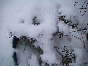 hiver 15 fevr 2010 004