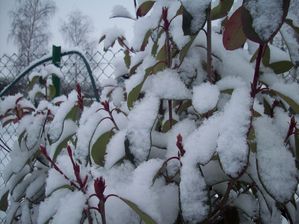 hiver 15 fevr 2010 005
