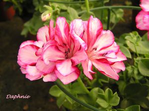 geranium--5-.JPG