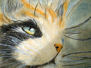 Chat aux pastels gras