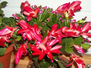 Schlumbergera rouge