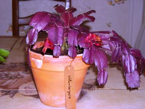 Shlumbergera