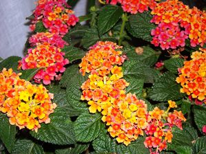 Lantana