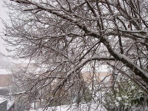 noisetier sous la neige