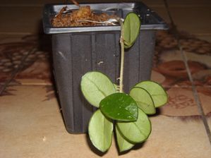 Hoya sp. cv Mathilde