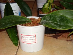 Hoya macgregorii
