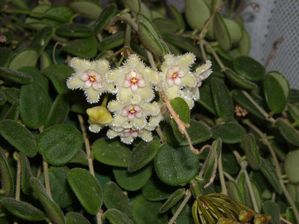 Hoya serpens