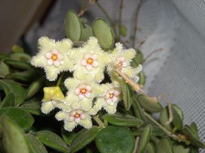 Hoya serpens