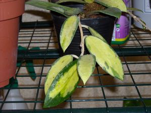 Nouvelle feuille pour hoya parasitica variegata