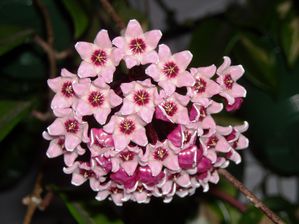 Floraison de hoya carnosa rubra
