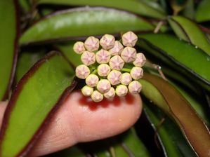 Début de floraison de wayetti