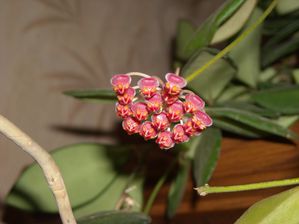 hoya sp. DS-70