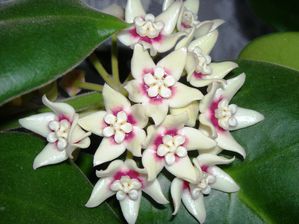 Hoya calycina