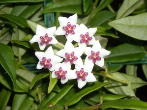 hoya bella