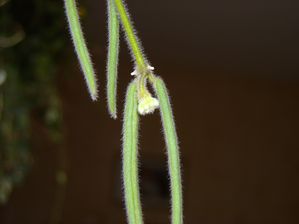 Hoya linéaris