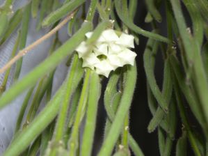 Hoya linéaris