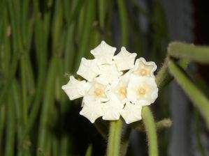 Hoya linéaris (2)