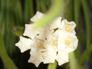 Hoya linéaris