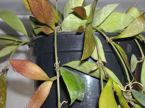 Hoya inconspicua