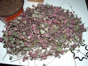 Céropegia