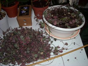 DSCN3521