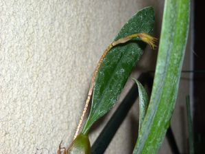 DSCN3544