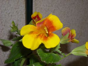 Mimulus