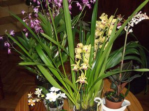 Orchidées
