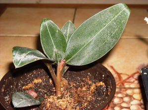 Ludisia 